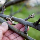 Šta vrtlari početnici trebaju znati o cijepljenju kruške